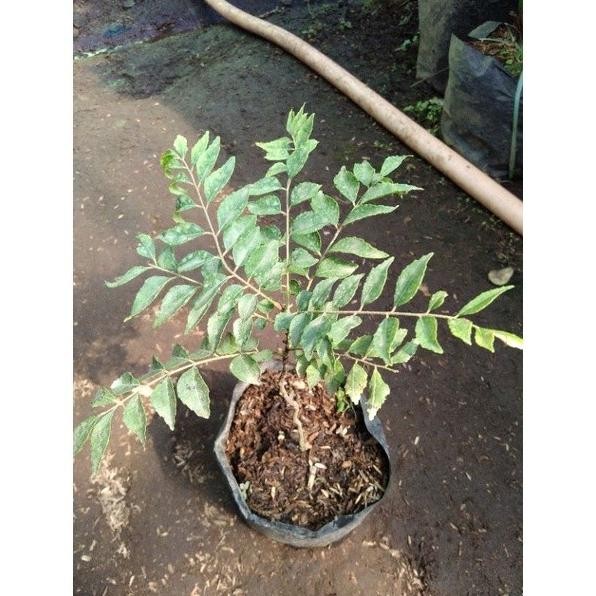 

Terlaris Bibit Salam Koja / Daun Kari Yulpda 4977Rp