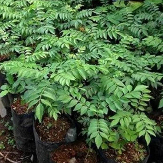 

Terlaris Bibit Daun Kari Atau Salam Koja Djxrko 2157Rf