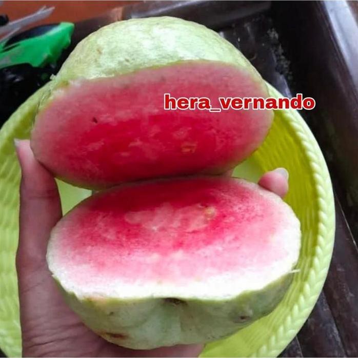 

Terlaris Ready Bibit Jambu Red Diamond Sudah Berbuah