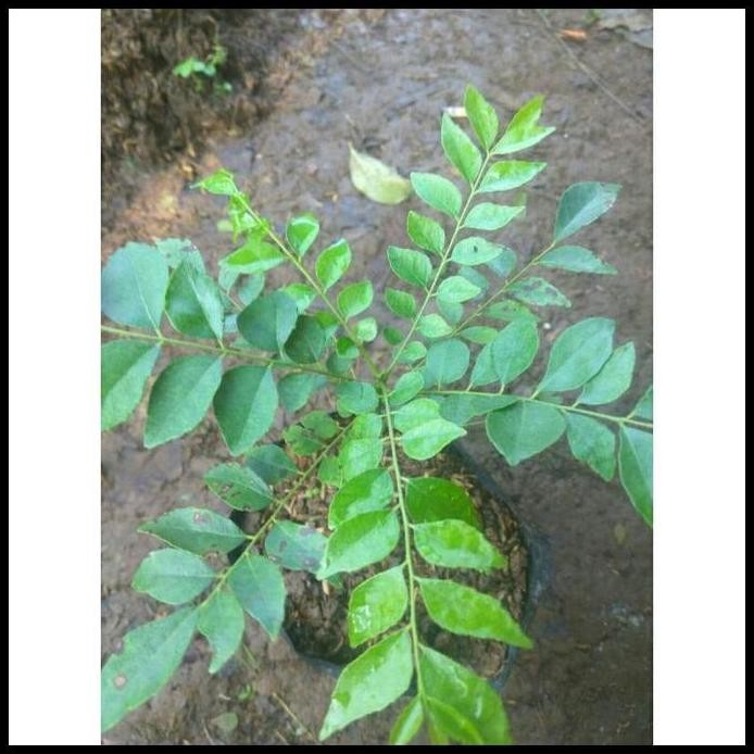 

Terlaris Ready Terlaris Bibit Tanaman Salam Koja Bibit Daun Kari Bibit Kari