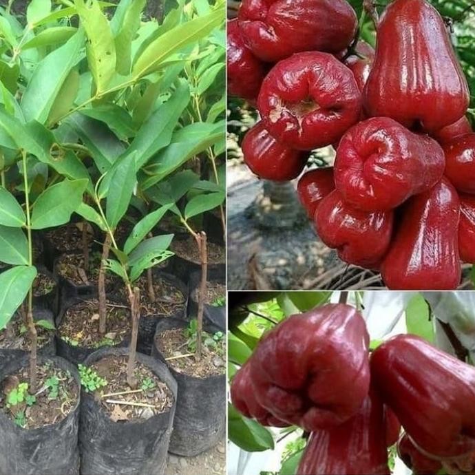 Terlaris Bibit Tanaman Jambu Air Citra | Jambu Citra Merah