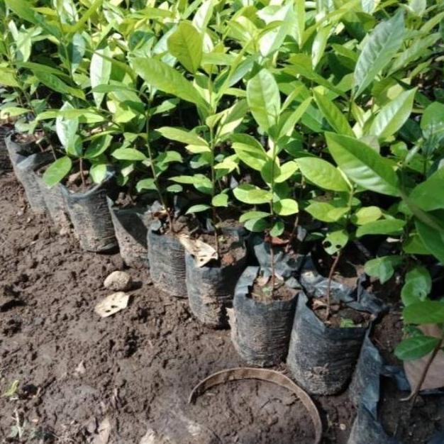 

Terlaris Bibit Tanaman Daun Salam Buat Masakan