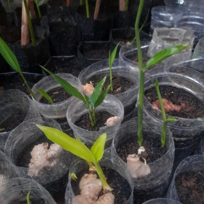 

Terlaris Ready Bibit Tanaman Jahe Putih / Apotik Hidup / Tanaman Toga