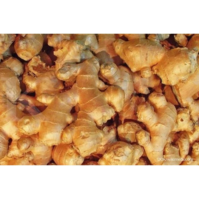 

Terlaris Biji/Benih/Bibit Tanaman Jahe Emprit