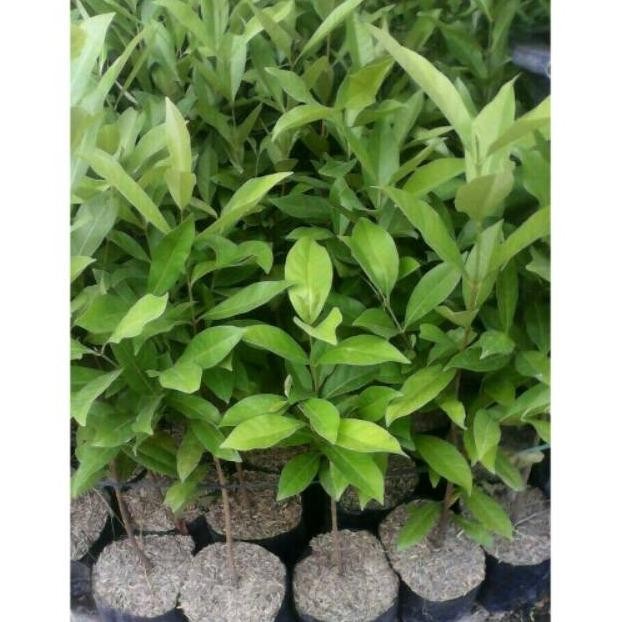 

Terlaris Bibit Tanaman Daun Salam ( Sekitar 25Cm ) Rilyga 6321Bk