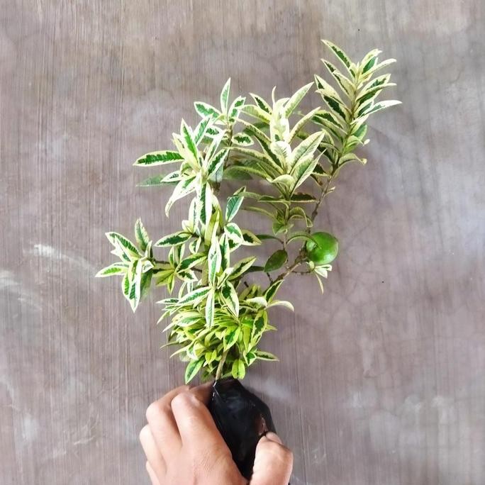 

Terlaris Bibit Tanaman Buah Jambu Krikil Varigata (Sudah Berbuah)