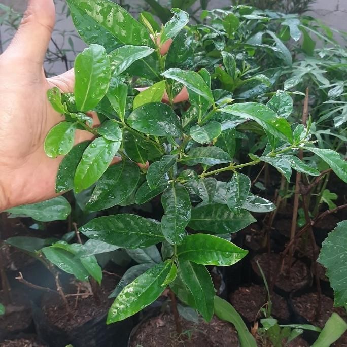 

Terlaris Id | Bibit Pohon Salam/Tanaman Herbal Daun Salam