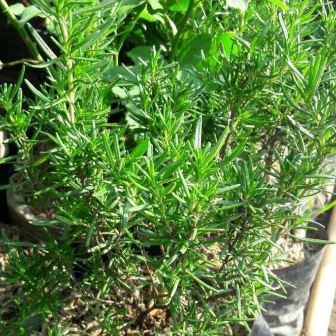 

Terlaris Bibit Tanaman Rosemary(Obat Herbal)