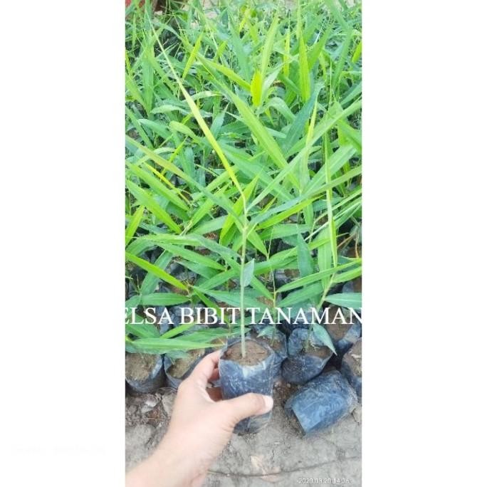 

Terlaris Paling Laku !! Promo Bibit Jahe Merah (Herbal) Beli 5 Gratis 1