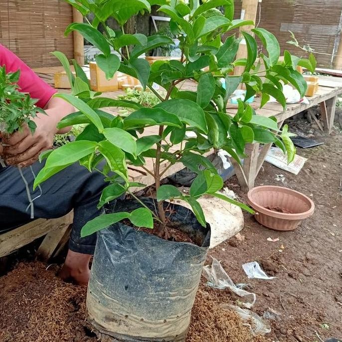 

Terlaris Bibit Pohon Jambu Air Kancing Merah Tabulampot