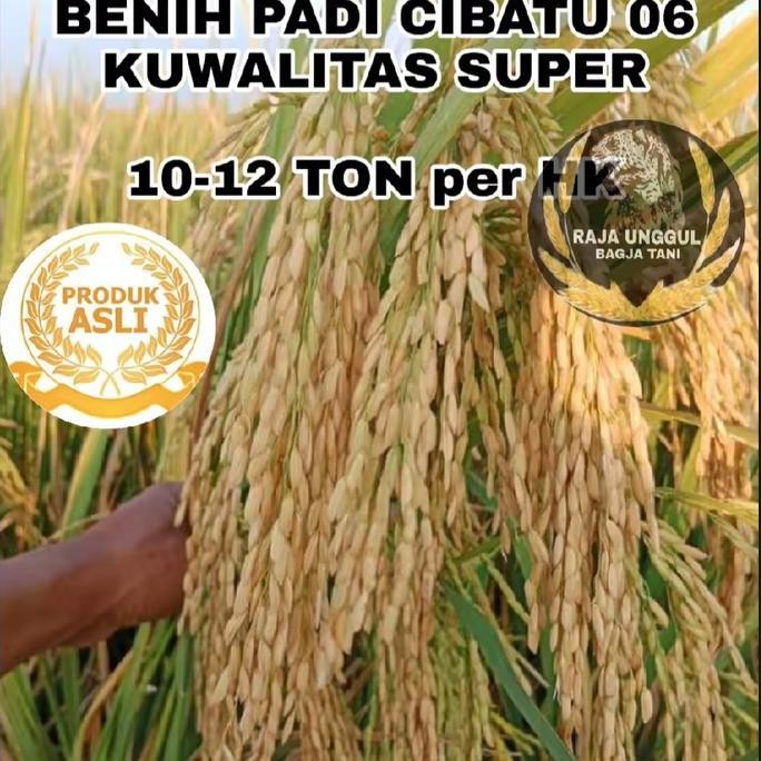 

Terlaris Benih Bibit Padi Cibatu 06 Super Unggul 1Kg