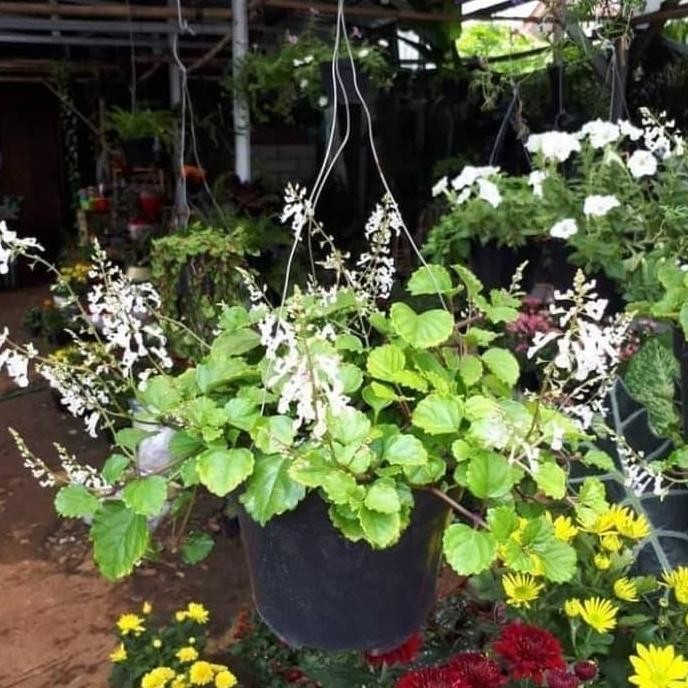 

Terlaris Tanaman Herbal Gantung Kumis Kucing