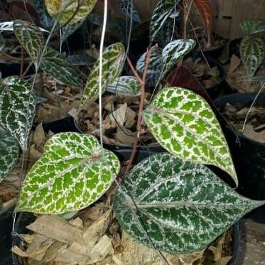 

Terlaris Tanaman Herbal Sirih Merah - Obat Herbal - Siri Merah