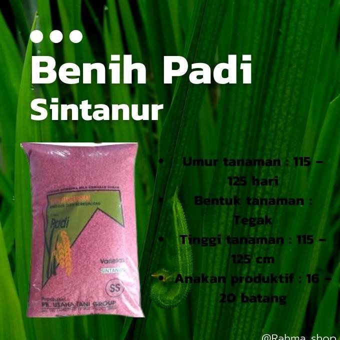 

Terlaris Benih Padi Sintanur 5Kg Wangi Pulen Bersertifikat