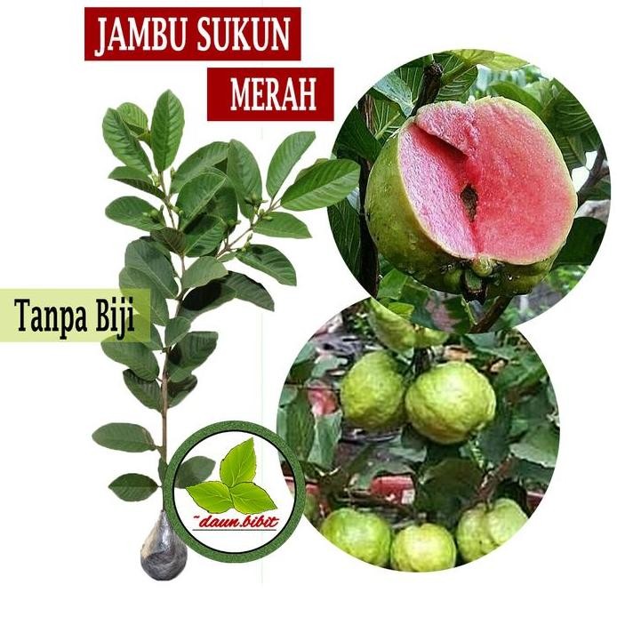 

Terlaris Bibit Jambu Sukun Merah Tanpa Biji