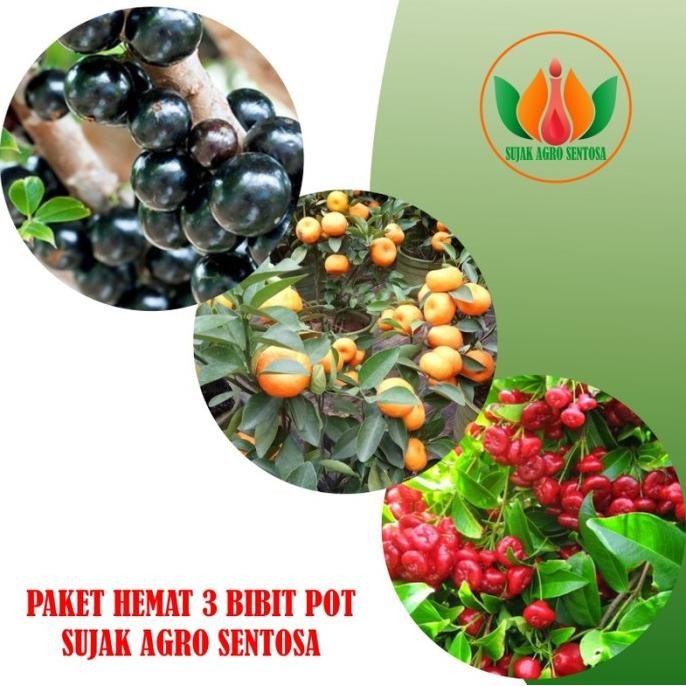 

Terlaris Paket 3 Bibit Dalam Pot (Anggur,Jeruk,Jambu)