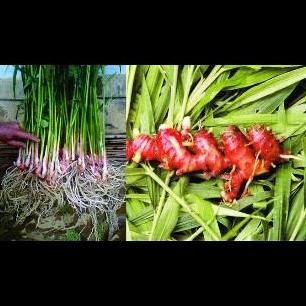 

Terlaris Bibit Tanaman Obat Herbal Jahe Merah Unggul