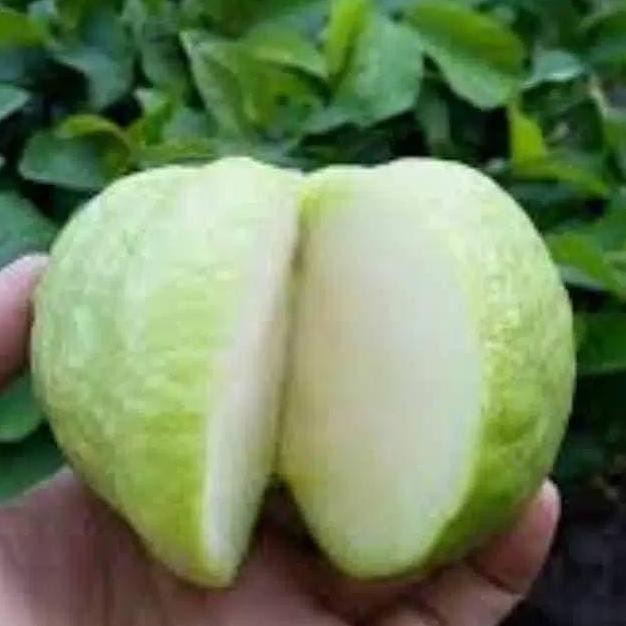 

Terlaris Bibit Jambu Kristal Putih Tanpa Biji