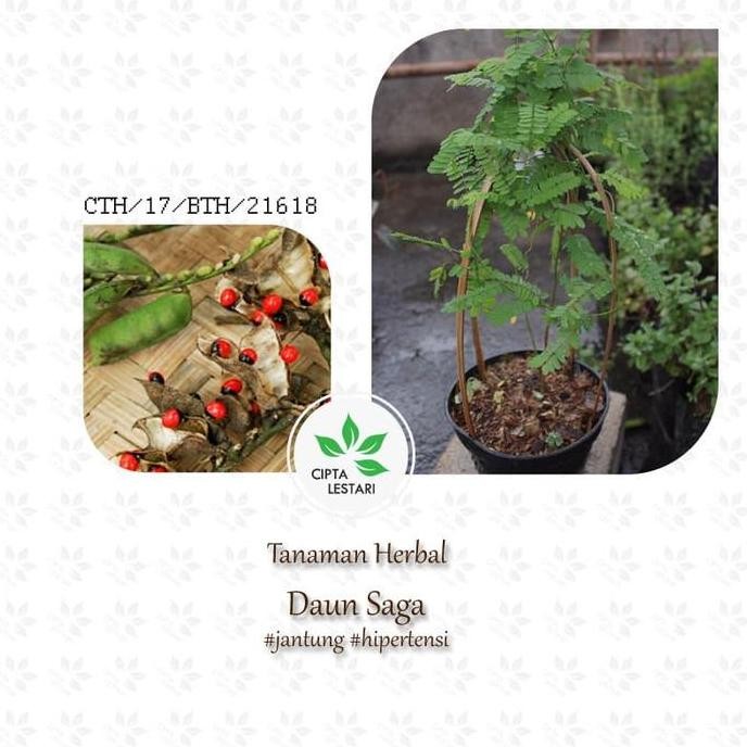 

Terlaris Bibit Pohon Saga - Tanaman Daun Rambat - Herbal