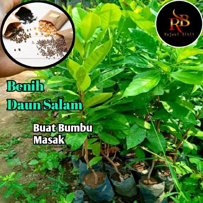 

Terlaris Bibit Daun Salam Super Berkualitas
