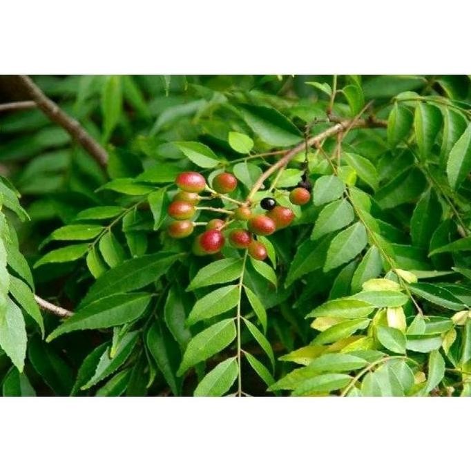 

Terlaris Bibit Daun Salam Koja Bumbu Dapur