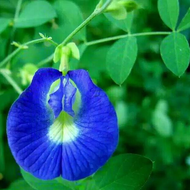 

Terlaris Tanaman Herbal Bunga Teleng Untuk Mata