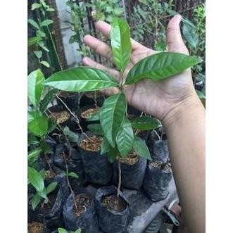 

Terlaris Tm" Bibit Daun Salam Untuk Bumbu Dapur, Beli 5 Gratis 1