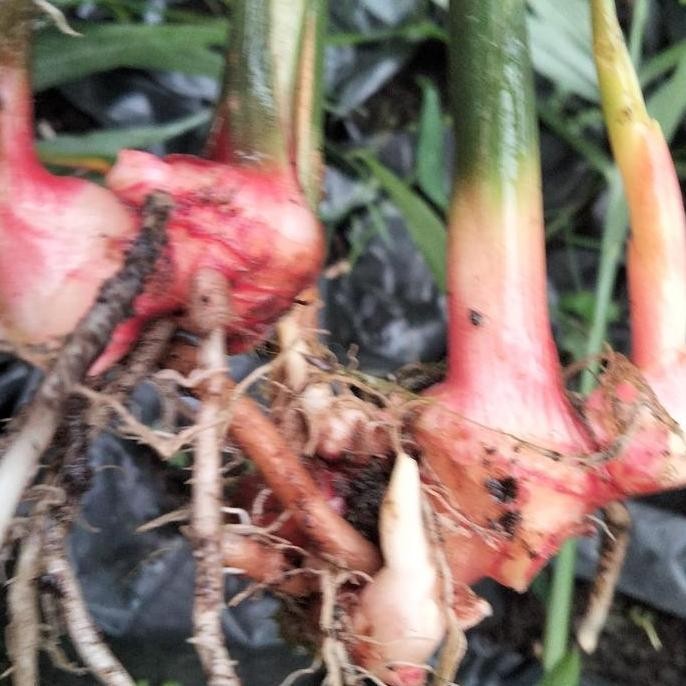 Terlaris Bibit Jahe Merah Super Siap Tanam