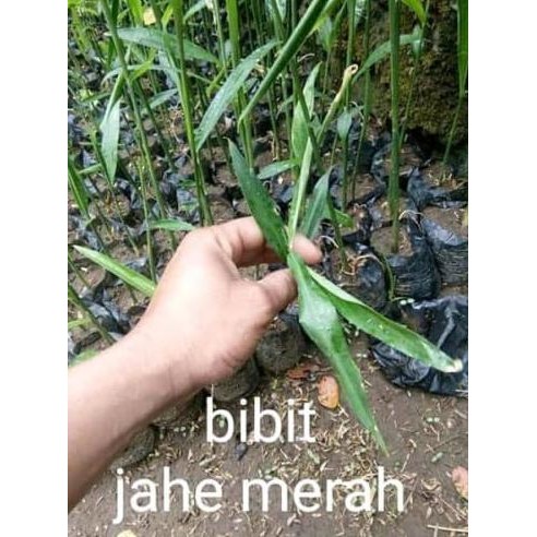 

Terlaris Bibit Jahe Merah