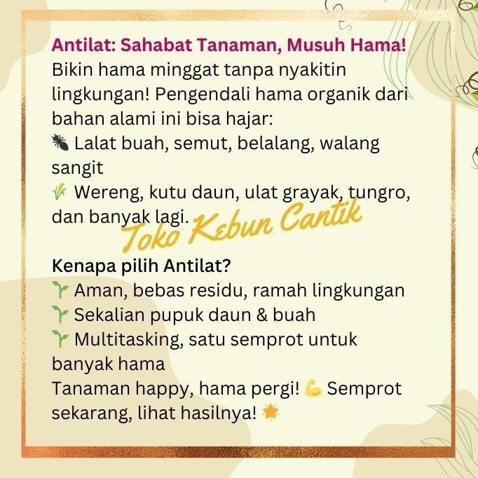 WK ANTILAT MEMBASMI SUNDEP DAN BELUK PADI Pestisida Hayati Mengatasi Hama Sundep Padi Insektisida Su