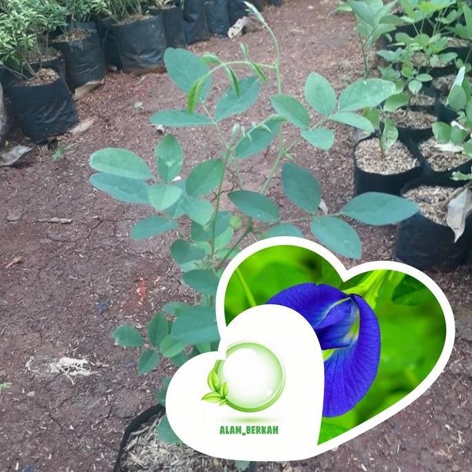 

Terlaris Bibit Tanaman Bunga Telang(Obat Herbal)