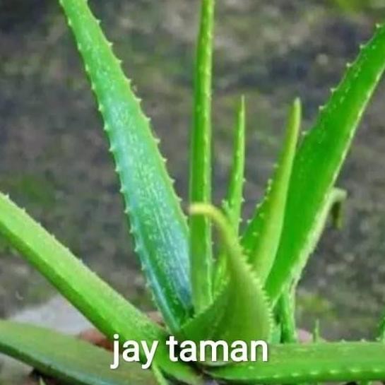 

Terlaris Tanaman Herbal Bibit Lidah Buaya