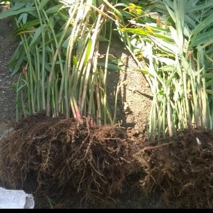 

Terlaris Bibit Jahe Merah - Sudah Ber Akar 100% Hidup