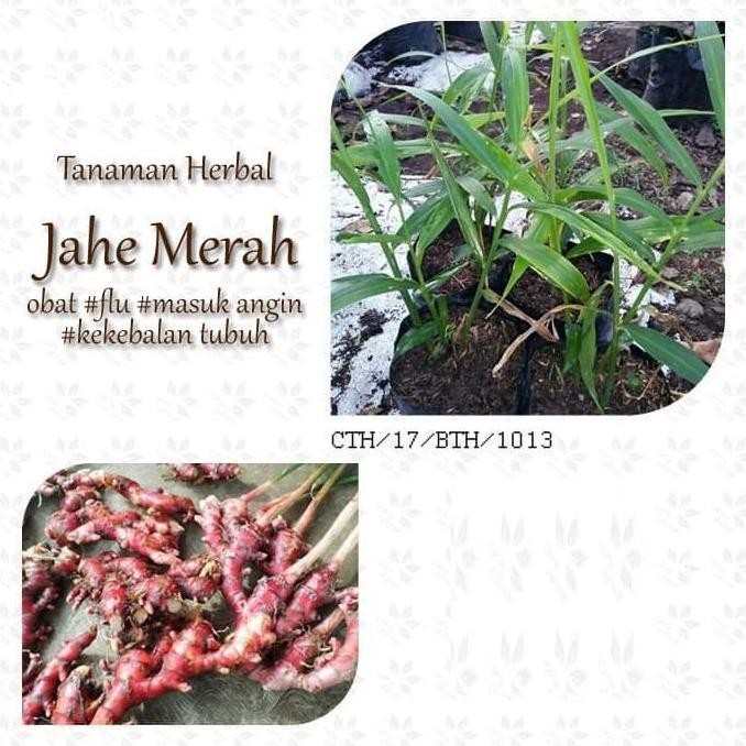

Terlaris Bibit Jahe Merah - Obat Herbal - Jahe - Tanaman Jahe Merah - Pohon Jahe Merah - Jahe Merah New Stok
