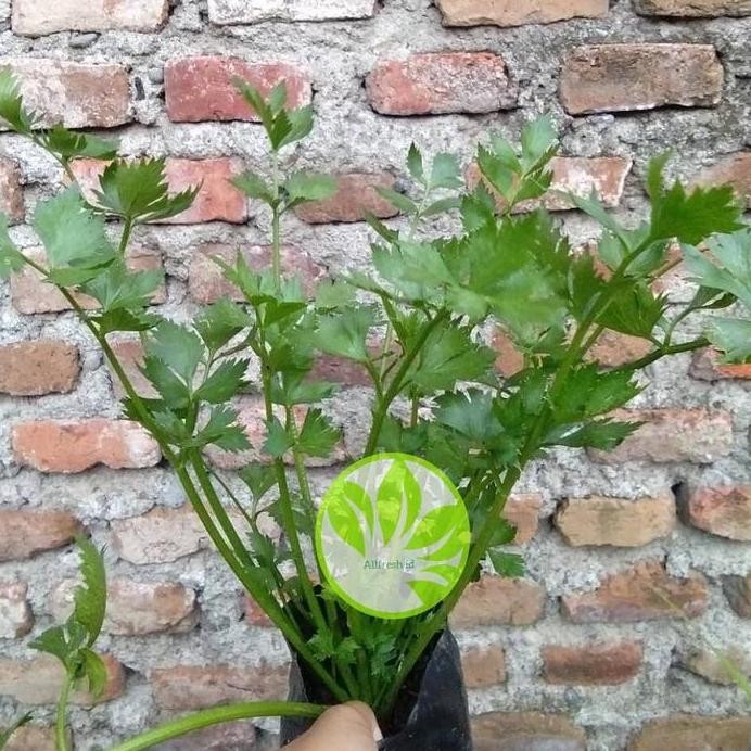 

Terlaris Bibit Tanaman Seledri / Daun Seledri Celeri Herbal
