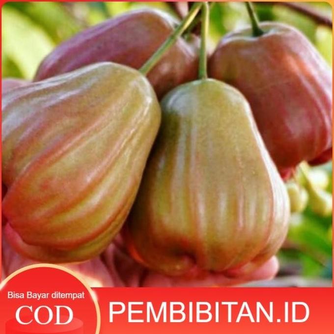 

Terlaris Promo Bibit Jambu Air Bajang Leang Terlaris
