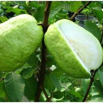 

Terlaris Bibit Buah Jambu Sukun Kristal - Tinggi 60Cm
