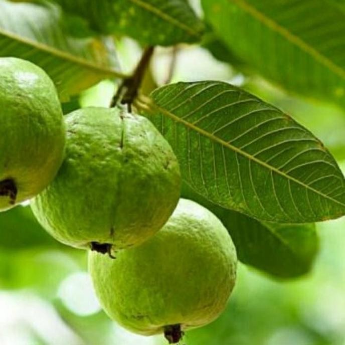 

Terlaris Bibit Tanaman Buah Jambu Kristal/Krystal Murah