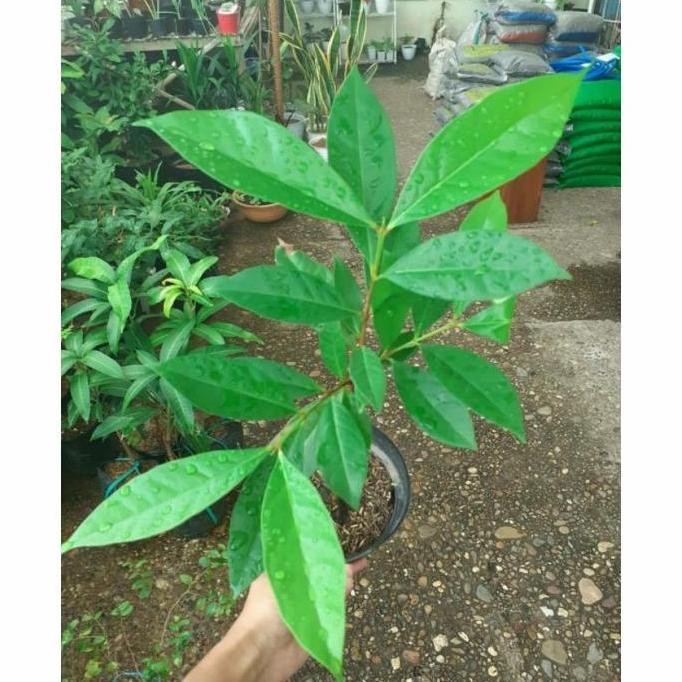 

Terlaris Bibit Satur Daun Salam Penyedap Rasa