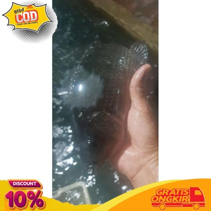 

PROMO IKAN MUJAIR SEGAR 1 KG (BUKAN FROZEN) MAJELA CITRA