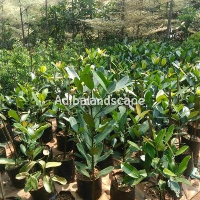 

Terlaris Bibit Tanaman Herbal Garcinia |Pohon Obat Garnicia
