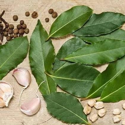 

Terlaris Cod Bibit Tanaman Pohon Buah Daun Salam Bumbu Dapur Gts Aww