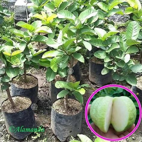 

Terlaris Bibit Jambu Kristal Putih Berbunga/Berbuah
