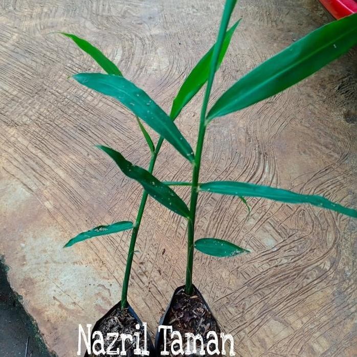 

Terlaris Bibi Tanaman Herbal Jahe