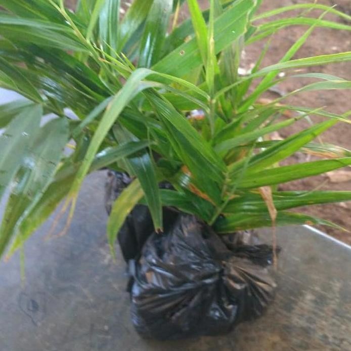

Terlaris Bibit Jahe Merah 30 Cm Di Dalam Polybag 20 Pohon