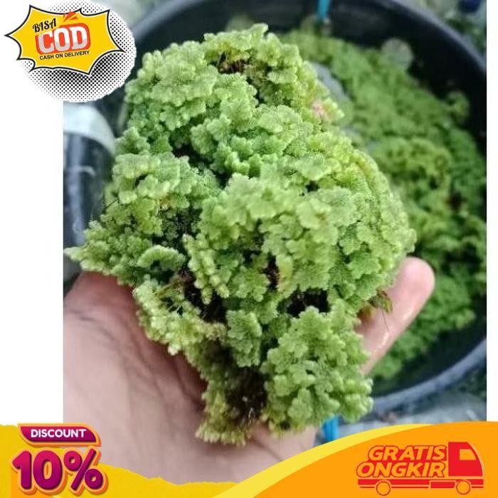 

TRENDING AZOLLA 1 KILO AZOLA AZZOLA AZOLLA BERGARANSI MAJELA CITRA
