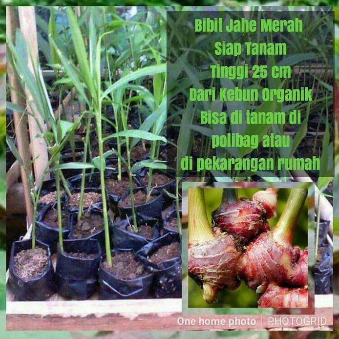 

Terlaris Bibit Jahe Merah Super Siap Tanam Ukuran 20-30Cm