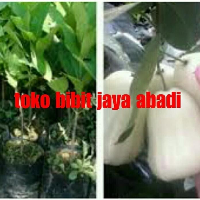

Terlaris Obral Bibit Tanaman Buah Jambu Air Salju Putih Super Manis