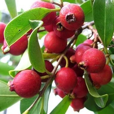 

Terlaris Tanaman Bibit Strawberry Guava (Jambu Leci)