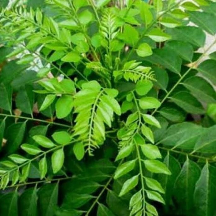 

Terlaris Pohon Salam Koja - Bibit Tanaman Koja/ Daun Temuruy / Kari